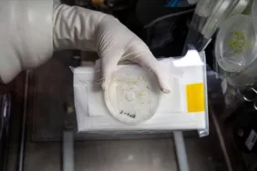 Alper Gezeravcı'nın uzaydaki 'Tuz Gölü bitkisi deneyi'nin sonuçları paylaşıldı