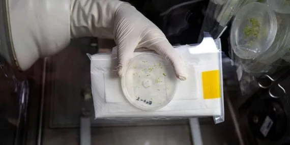 Alper Gezeravcı’nın uzaydaki ‘Tuz Gölü bitkisi deneyi’nin sonuçları paylaşıldı