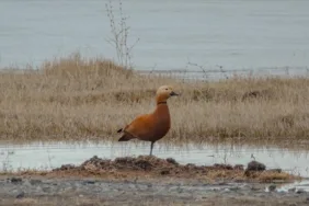Angıtlar Kars'ta buz tutmayan sulak alanlarda görüntülendi