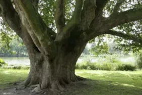 Ankara'da genç yaşta gelen acı Ağaç oyma oyunu kanla bitti