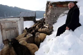 Besiciler kış şartlarında hayvanlarını beslemek için zorlu mesaide