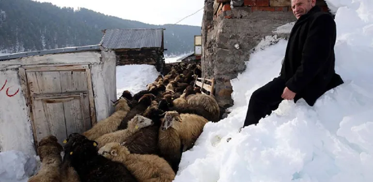 Besiciler kış şartlarında hayvanlarını beslemek için zorlu mesaide