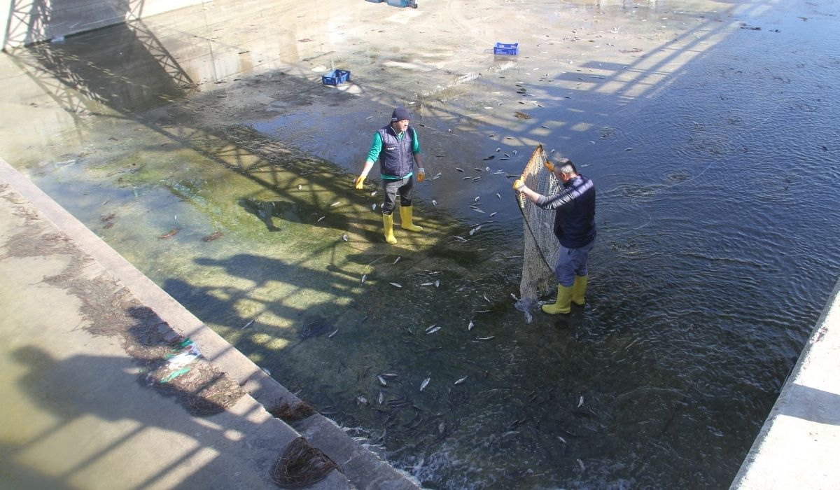 Beyşehir Gölü’nden kanala akan balıklar, toplanıp tekrar sulara salındı