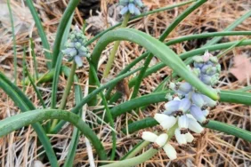Bu çiçeği koparmanın bedeli 1 milyon 936 bin lira