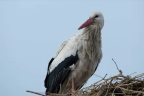 Bu yıl erken geldiler... Baharın müjdecisi leylekler Kars'ta görüldü