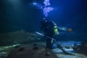 En uzun tünel akvaryumunda temizliği, görevli sanayi dalgıçları yapıyor...