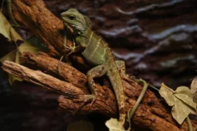 Ender görülen 52 tür hayvan Antalya'daki vahşi yaşam parkında!