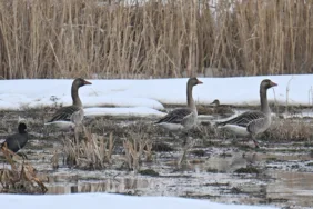 Erçek Gölü'nde önlem alınmıştı... Van'da yaban kazlarının sayısı arttı