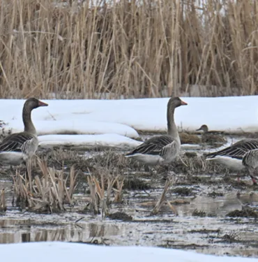 Erçek Gölü'nde önlem alınmıştı... Van'da yaban kazlarının sayısı arttı