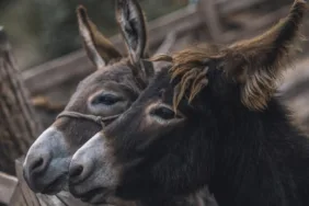 Eşek sayısı azalınca ticareti yasaklandı!