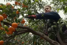Hatay'da gönüllüler sahaya indi! Dalında kalan narenciye ürünlerini topluyorlar