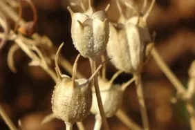 Her derde deva... Timokinon adlı bileşeni içeriyor! Uzmanı faydalarını saymakla bitiremedi