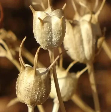 Her derde deva... Timokinon adlı bileşeni içeriyor! Uzmanı faydalarını saymakla bitiremedi
