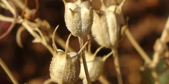 Her derde deva… Timokinon adlı bileşeni içeriyor! Uzmanı faydalarını saymakla bitiremedi