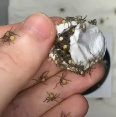 İnternette olay yaratan video Örümcek sürüsüyle dolu beyaz kese!