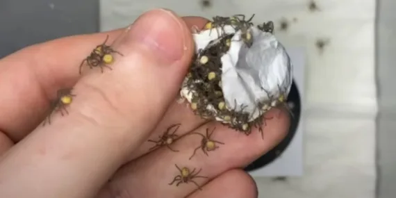 İnternette olay yaratan video: Örümcek sürüsüyle dolu beyaz kese!