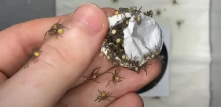 İnternette olay yaratan video Örümcek sürüsüyle dolu beyaz kese!