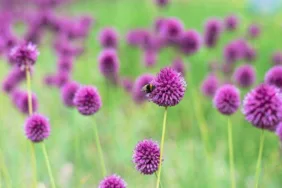 Kapadokya soğanı nedir, faydaları nelerdir