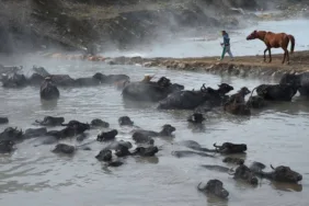 Kaplıca suyunda keyif yaptılar... Manda ve atları kaplıca suyunda temizliyorlar
