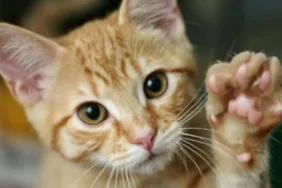 Kedi tırmalaması görme kaybına yol açabilir!