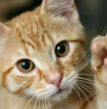 Kedi tırmalaması görme kaybına yol açabilir!