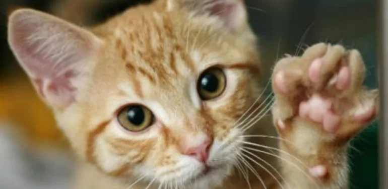 Kedi tırmalaması görme kaybına yol açabilir!