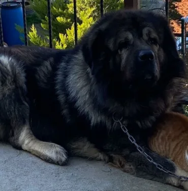 Köpek hırsızlığı 'Leon' adlı köpeğe pompalı tüfekle saldırı