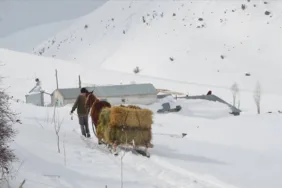Muş'ta karla kaplı köylerde zorlu yaşam... Besiciler hayvanlarına kızakla ot taşıyor