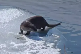 Nesli tehlikede... Hakkari'de su samuru avladığı balığı yerken görüntülendi