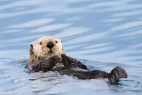 Nesli tükenmek üzere... Sivas'ta 3 tanesi peş peşe görüntülendi!