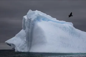 O bölgede ilk kez kuş gribine rastlandı! inceleme başlatıldı.