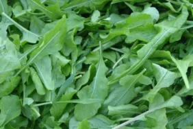 Roka Doğanın şifalı iksiri, sağlıklı yaşamın temel taşı