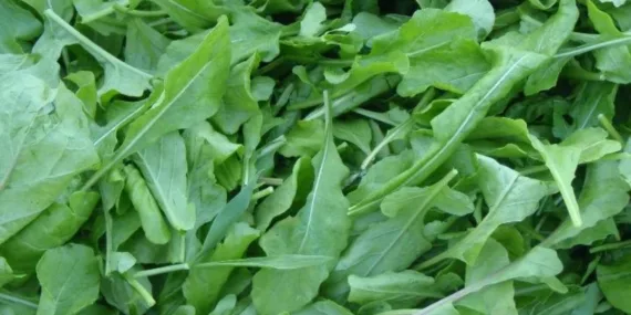 Roka: Doğanın şifalı iksiri, sağlıklı yaşamın temel taşı