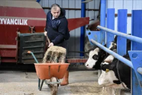 Şehir hayatını bırakıp memleketinde besici oldu!