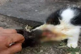 Sokak kedilerinin üzerine kezzap döken sanığa 7,5 yıla kadar hapis istemi