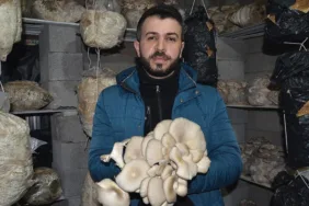 Sosyal medyadan izledi... Evinin ikinci katında istiridye mantarı üretim alanı oluşturdu!