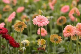 TÜİK açıkladı! Geçen yıl üretimi en fazla artan kesme çiçek türü belli oldu