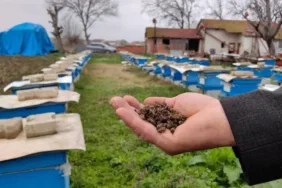 Toplu arı ölümlerinin arkasında ne var 2-3 derecelik sıcaklık farkı ölümlere neden oluyor...