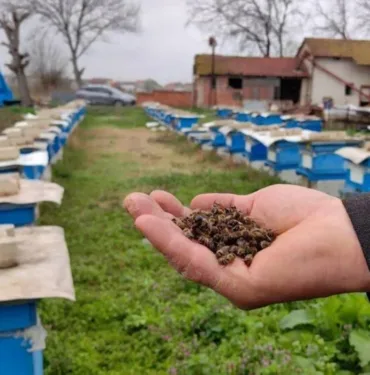 Toplu arı ölümlerinin arkasında ne var 2-3 derecelik sıcaklık farkı ölümlere neden oluyor...