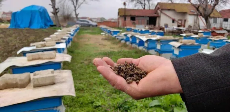Toplu arı ölümlerinin arkasında ne var 2-3 derecelik sıcaklık farkı ölümlere neden oluyor...