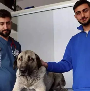 Zehirlenen sokak köpeği, tedaviye alındı.