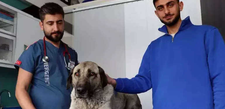 Zehirlenen sokak köpeği, tedaviye alındı.