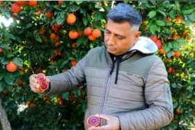 adana kan portakalı