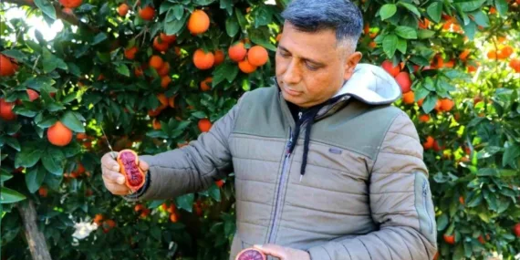 Bu portakal servet kazandırıyor! Dönüm başı 60 bin lira… Adana’nın kan portakalı