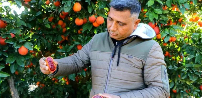 adana kan portakalı