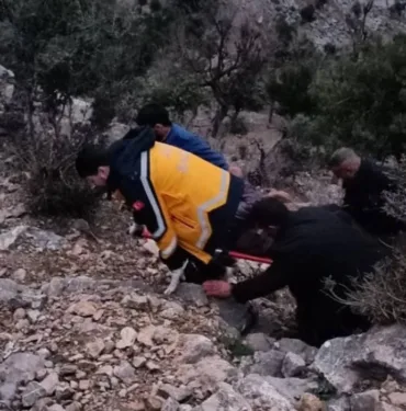 ağaç (1)