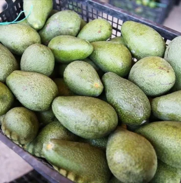 bahçeden avokado çalan 2 kişi Jandarmaya yakalandı