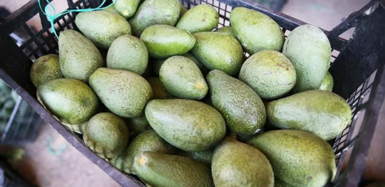 bahçeden avokado çalan 2 kişi Jandarmaya yakalandı