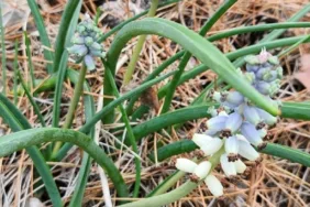 dağ sümbülleri (1)