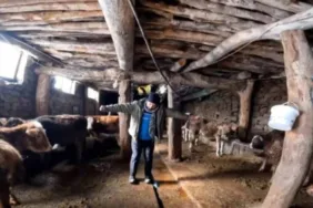 erzincanlı besici ineklere dilber şarkısı dinletiyor